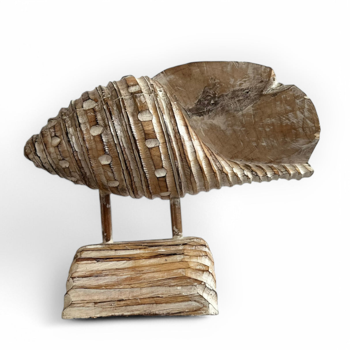 Sleeping Snail | Natural