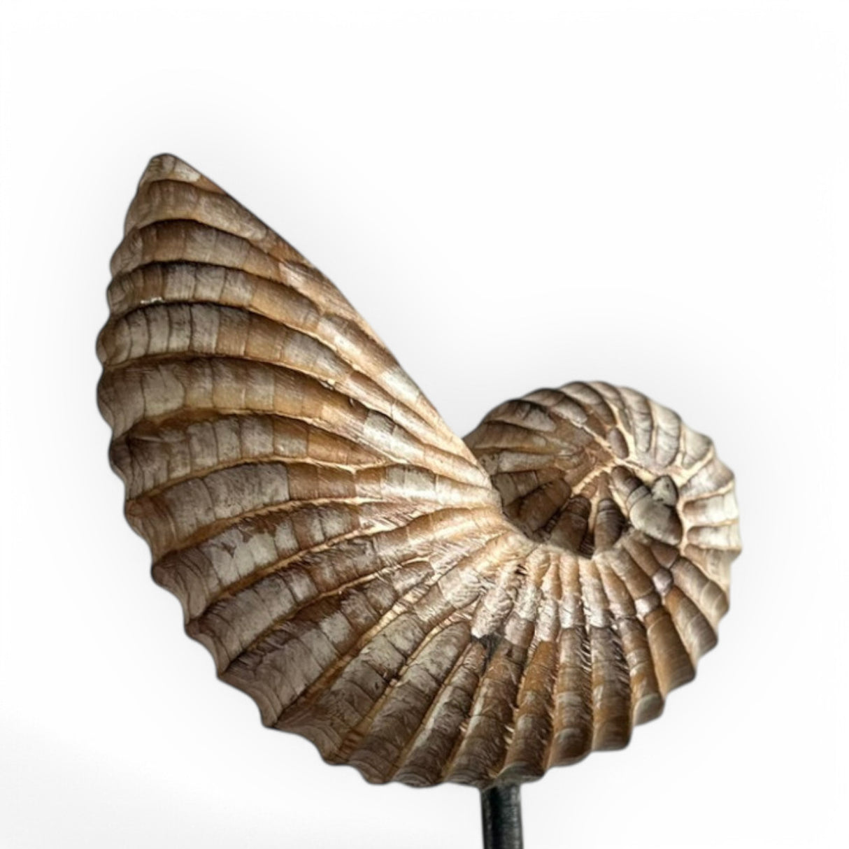 Standing Snail Ornaments | Set of 3