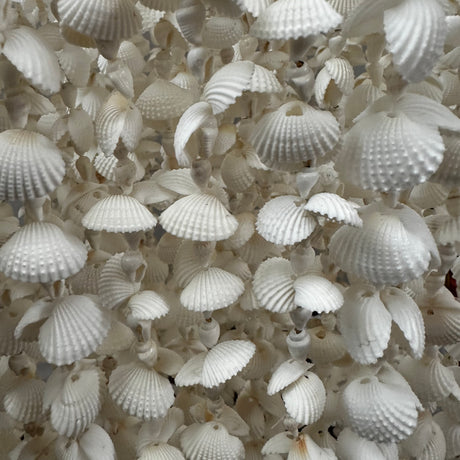 Handcrafted cascading chandelier made from natural white seashells, featuring layered shell strands that create an elegant coastal-inspired statement. Perfect for dining rooms, living spaces, bedrooms, boutique hotels, beach homes, or luxury interiors seeking a light and organic aesthetic.