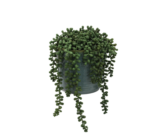 String of Pearls Hanging Bush | Jade Green